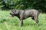 CANE CORSO 1005